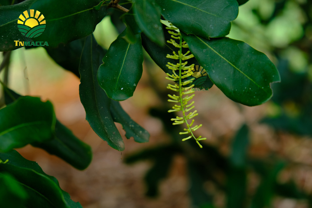 3 Cách làm Sữa hạt macca kết hợp với hạt óc chó, đậu đen,yến mạch