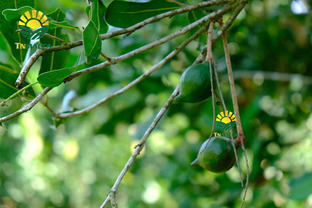 4 cách chế biến nấu cháo hạt macca cho trẻ bé ăn dặm 6 tháng tuổi