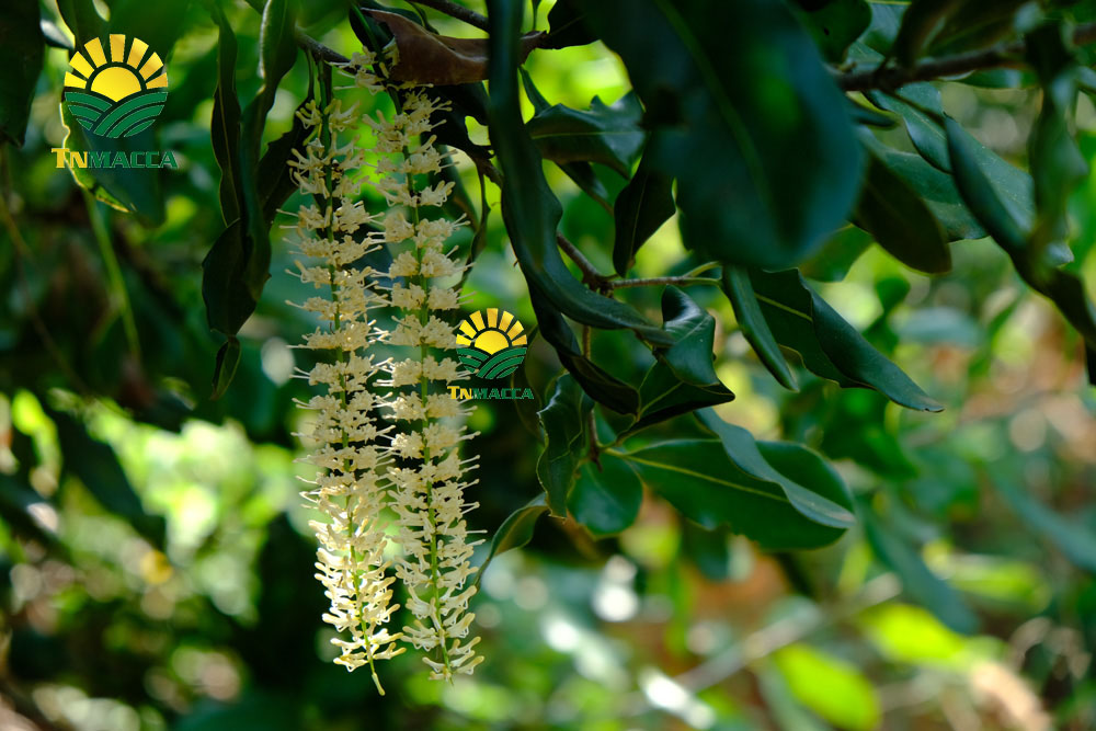 Hạt Macadamia Úc nữ hoàng là gì và có tác dụng gì, Giá bao nhiêu