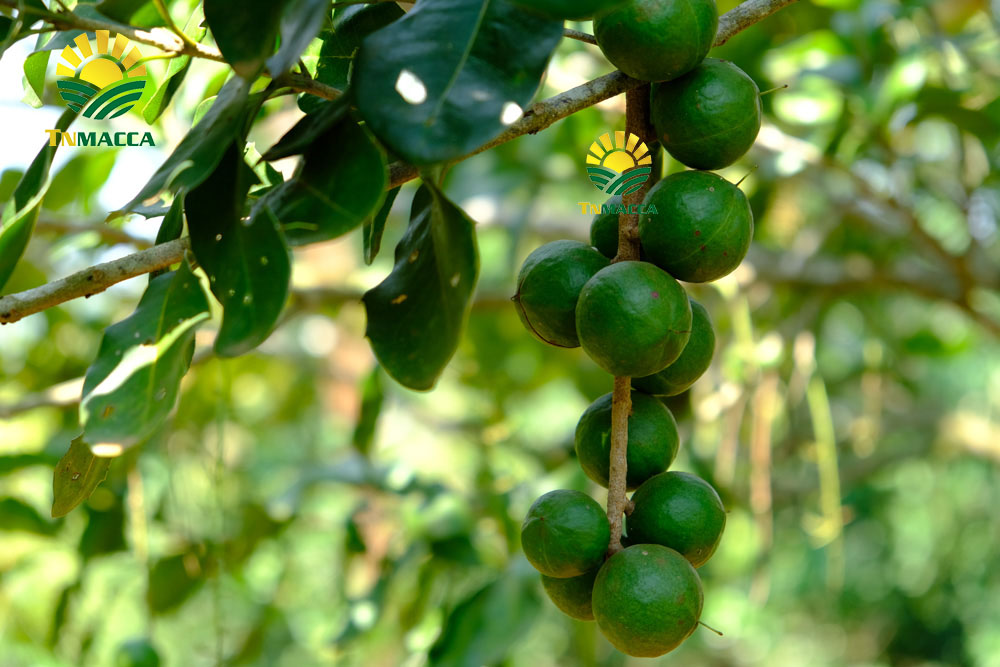 2 Cách chế biến làm tách nứt sẵn vỏ hạt macca tươi đã bóc vỏ xanh