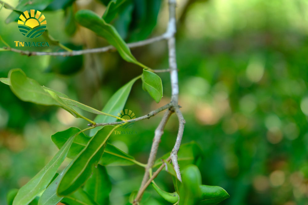 4 Tác dụng của hạt macca với bà bầu , Cách sử dụng ăn để tốt nhất