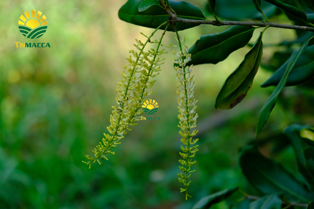 Giá hạt macca : 4 Cách chọn sản phẩm hạt Macca chất lượng giá tốt