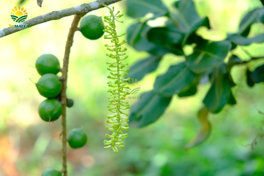 Mua hạt macca Daklak ,Úc ở đâu uy tín Tphcm ( Sài Gòn )và Hà Nội