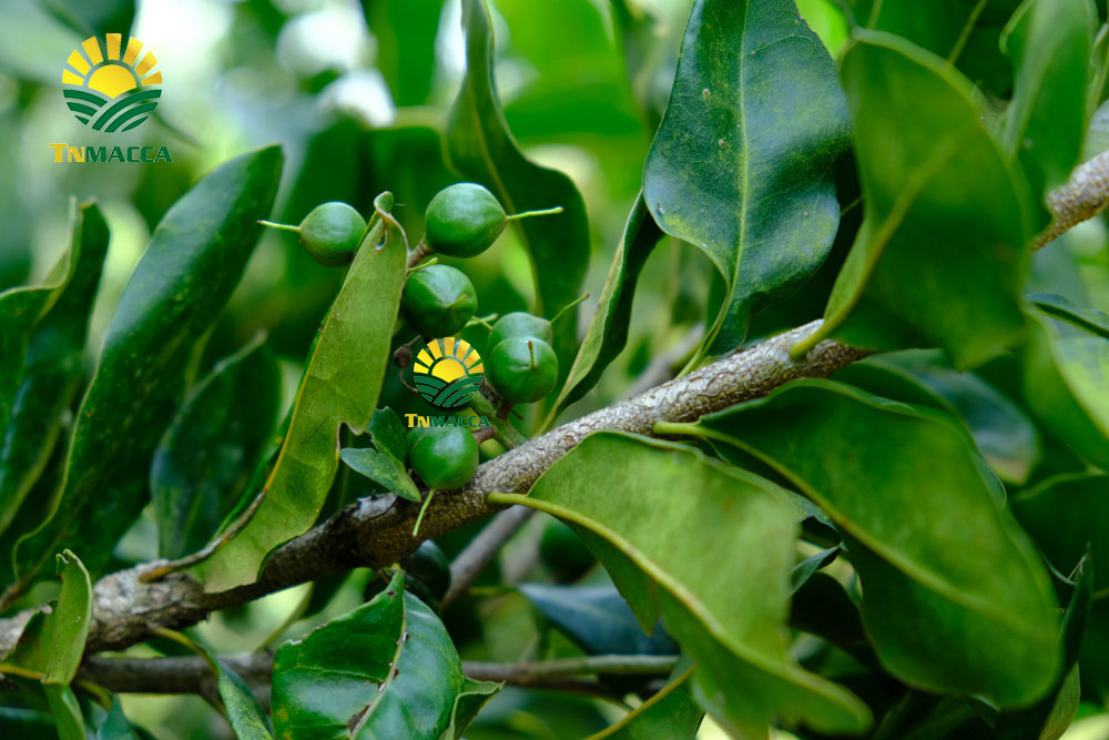 Hạt macca đaklak  : 5 sản phẩm hot được chế biến từ hạt macca Đaklak 