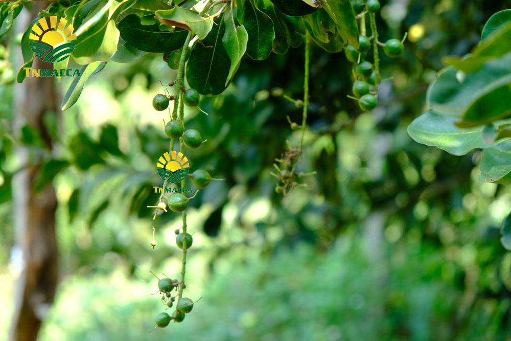 TÁC DỤNG của hạt MACCA : 4 tác dụng chính cho mọi lứa tuổi