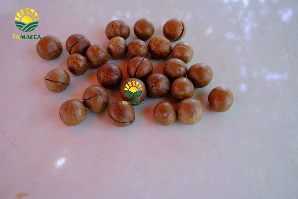 Cách rang hạt mắc ca thơm ngon nhất tại nhà  