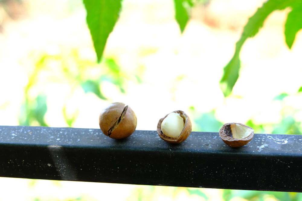 cách chế biến hạt mắc ca tươi : 6 lưu ý chế biến để hạt ngon nhất