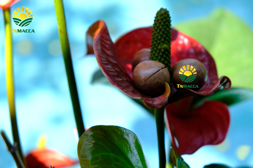 Gía của hạt mắc ca tươi tại tây nguyên