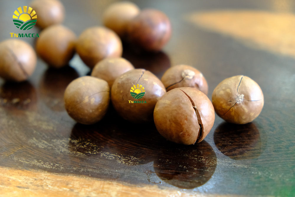 Hạt Macadamia là gì mà nhiều người quan tâm nhiều như thế