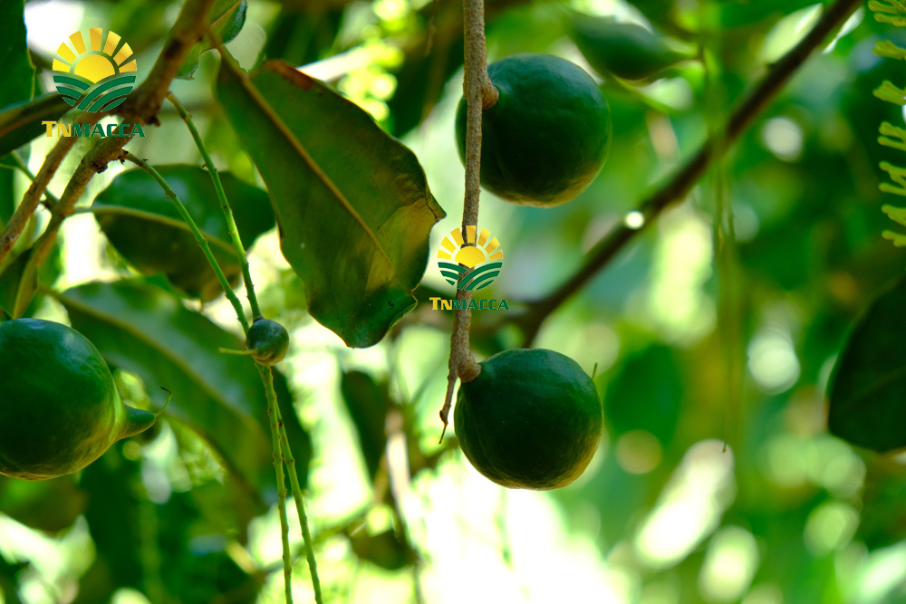 Cách trồng cây mắc ca đạt năng suất cao