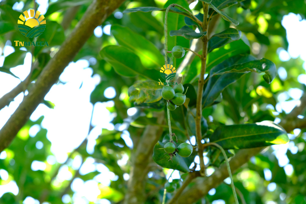 Điều kiện khí hậu để trồng cây mắc ca tại việt nam