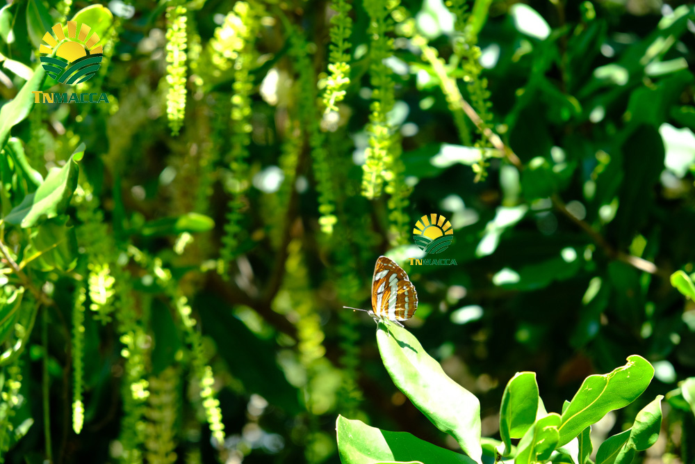 Lý do khiến hạt mắc ca trở thành loại hạt đắt tiền bậc nhất trên thế giới