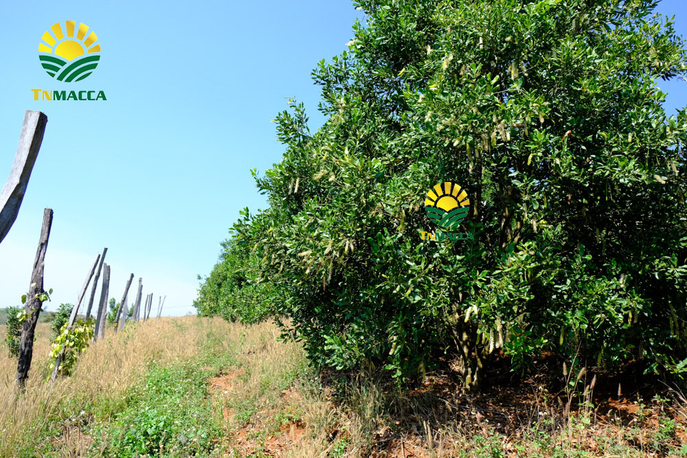 Công dụng của hạt macadamia cho sức khỏe mọi lứa tuổi