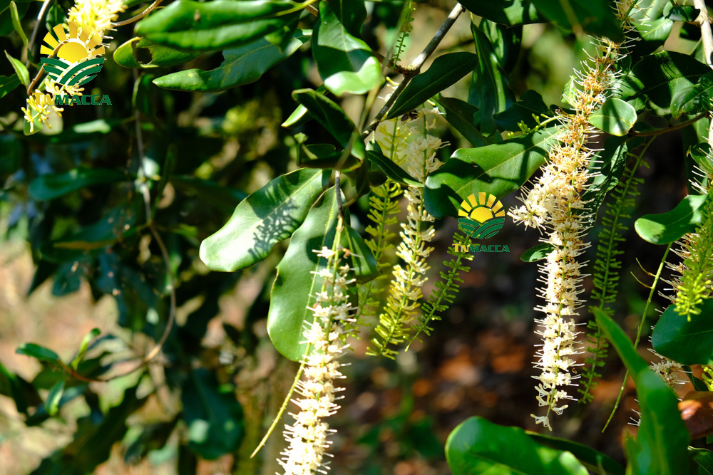 ​Tác dụng của hạt mắc ca đối với bà bầu