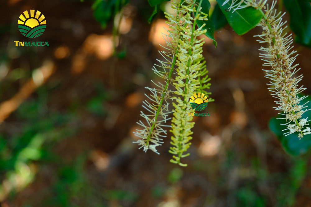 Giá hạt macca Daklak sấy nứt : Nhận 5 ngay (ƯU ĐÃI LỚN)  khi mua sỉ