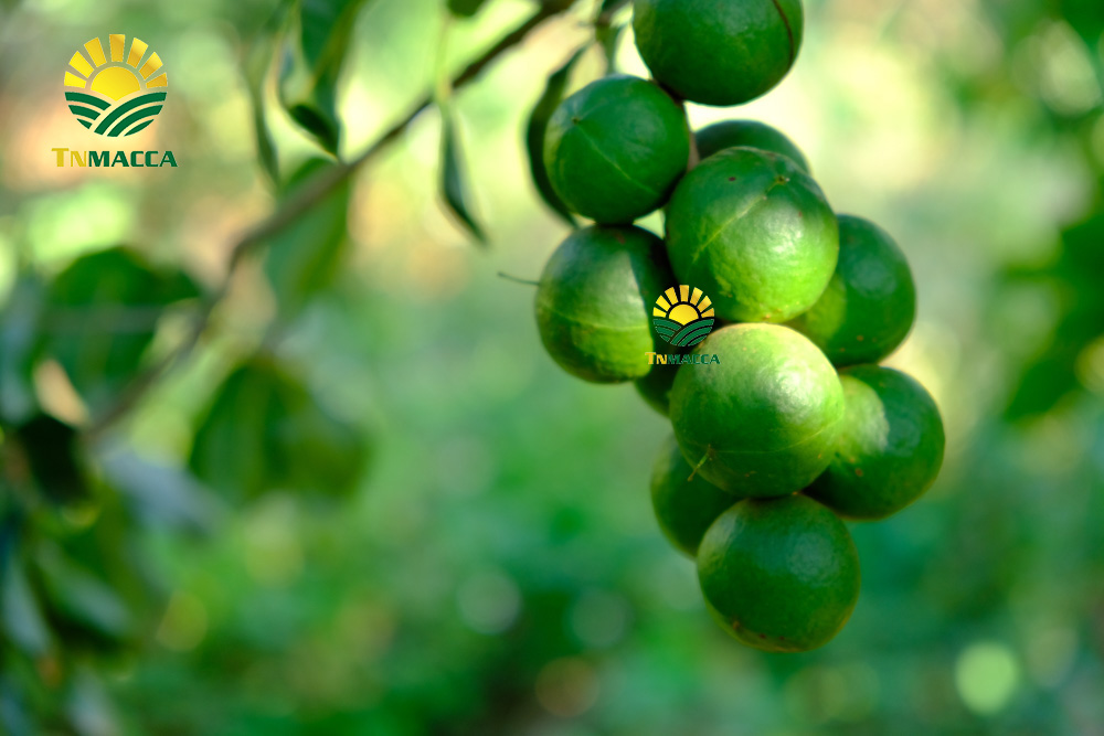 Kỹ thuật ghép cây mắc ca chi tiết hoàn chỉnh