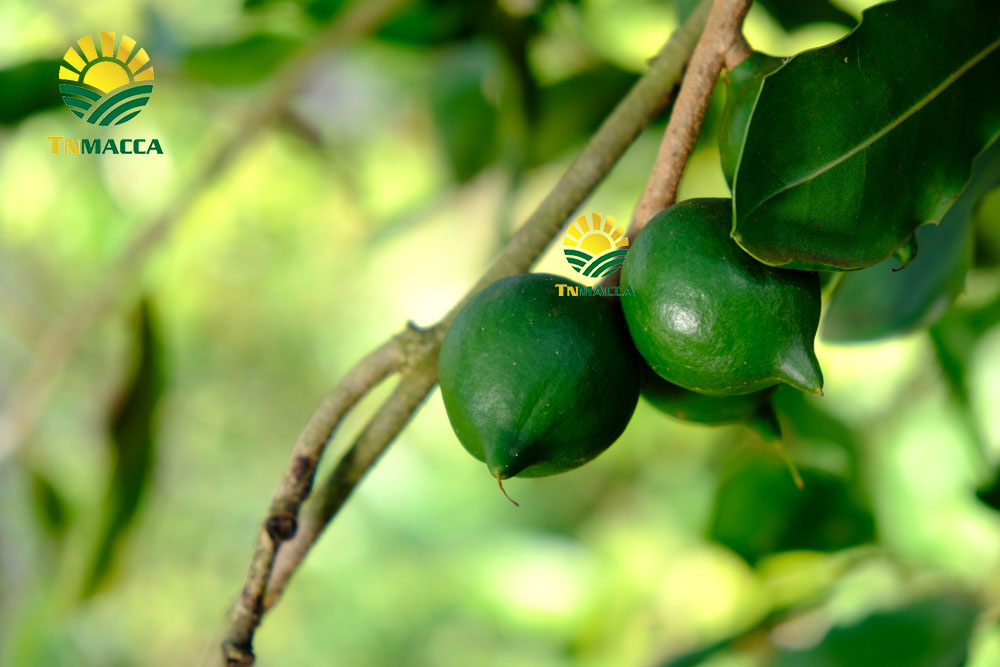 3 mức Giá hạt macca sấy khô đã tách nứt vỏ đắc lắc bmt và đà lạt