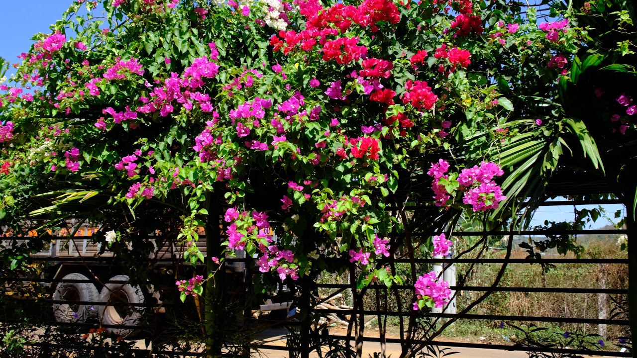 Hoa giấy : 3 cách chăm sóc để hoa ra đẹp nhất