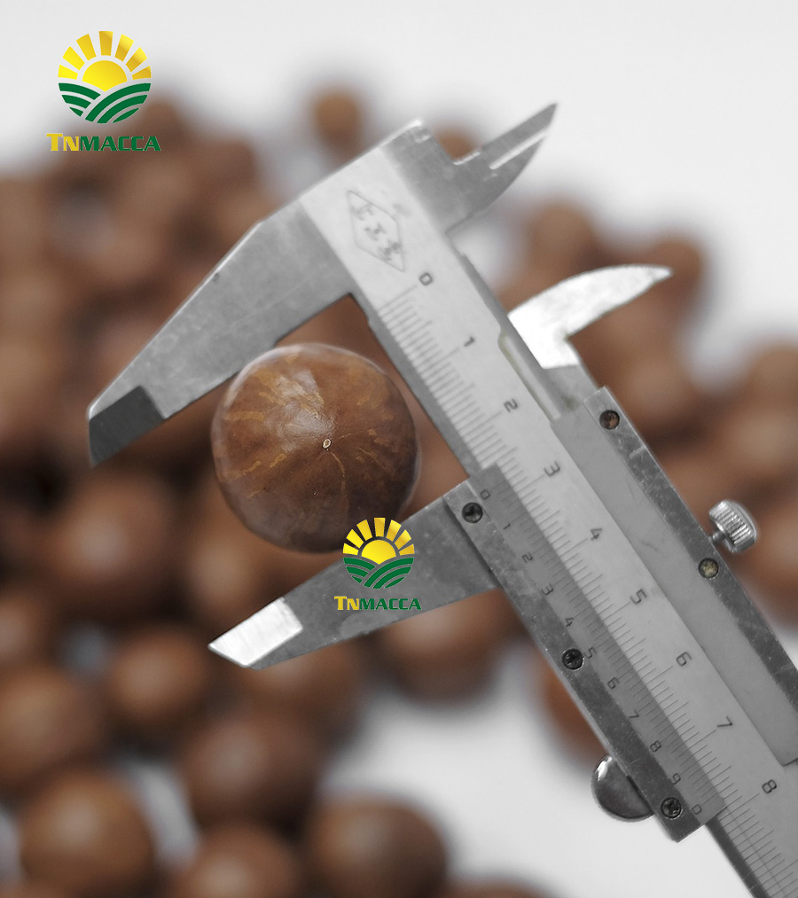 Macca Sấy Không Nứt Flagship Đặc Biệt Sỉ 100kg - 1000 Kg